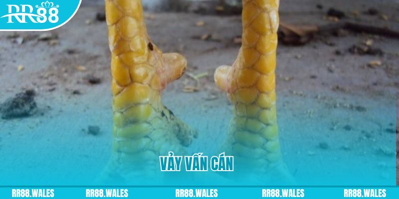 okwin Phi Đội Ưu Tú